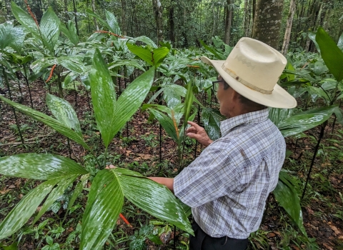 A farmer shows xate plant, a tall leafy green plant in a rainforest. 