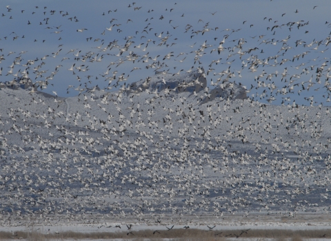 Tens of Thousands of Geese in Flight at Tule Lake NWR 2008