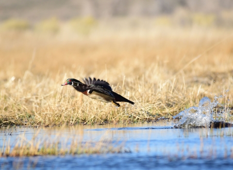 Wood Duck taking off from march area with a splash