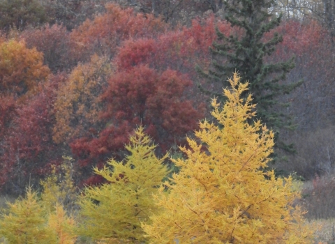 Golden tamarack trees in front of red leaf oaks and a spruce.