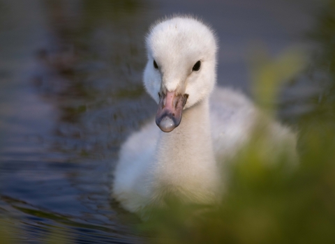 a small white cygnet floats on a pond