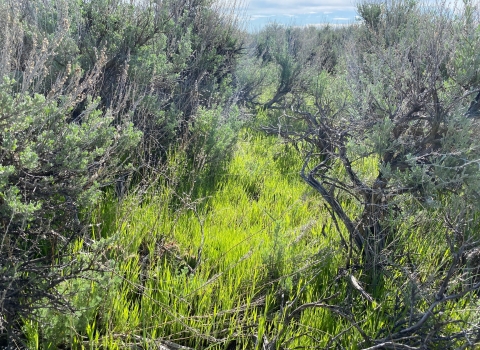 bright green Japanese brome growing low to the ground around tall sagebrush plants