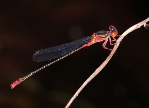 Red and black damselfly on branch