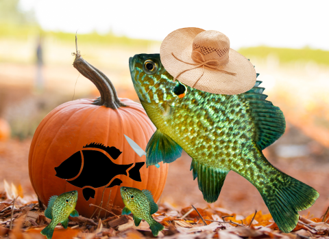 A photoshopped image of a pumpkinseed fish wearing a floppy hat and holding a carving knife in front of a pumpkin. Two small fish are in front of the pumpkin, and the pumpkin looks like it has been carved into a fish themed jack-o-lantern.