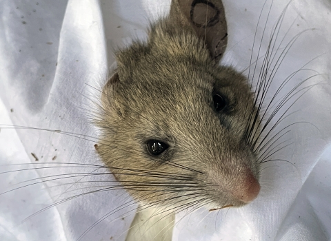 a close up of a riparian woodrat's face, with its body held in a pillowcase