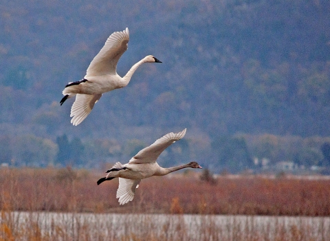 An adult and juvenile tundra swan prepare to land on the Mississippi River backwaters