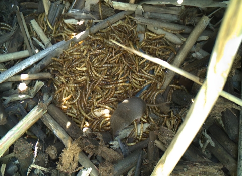 a buena vista lake ornate foraging at a pile of dried mealworms