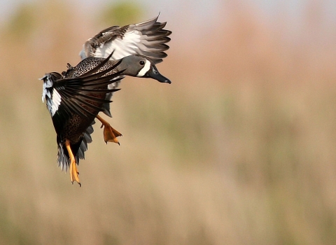 blue-winged teal landing in wetland habitats on the refuge.