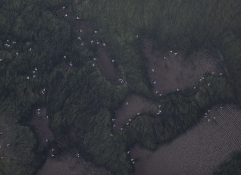 Aerial view of green blanketed wetland with small white and black birds dotting the landscape.