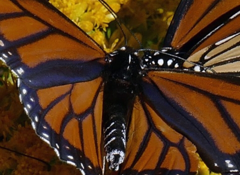 A group of monarch butterflies find food and habitat at St. Marks National Wildlife Refuge.