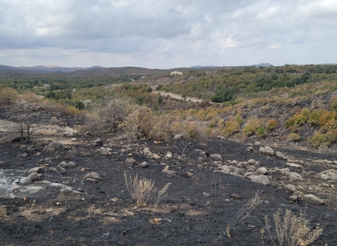 A mosaic burn pattern in a scrub habitat with black in the foregraound