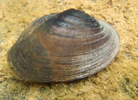 A brown-shelled mussel on a sandy environment.