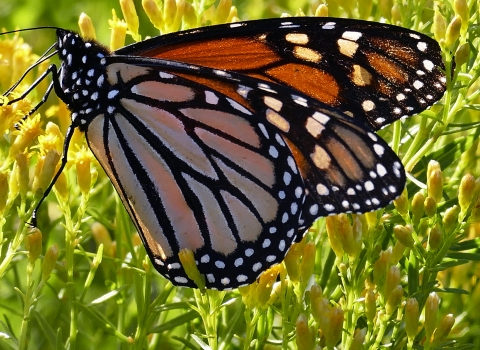 Golden Feast: A monarch indulges in the nectar of goldenrod.