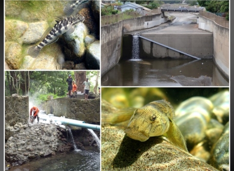 A collage of streams and fish in Hawaii