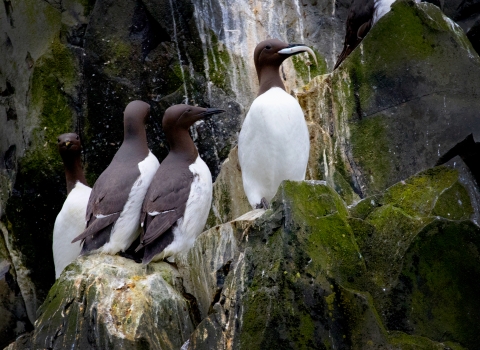 four common murres on a cliff ledge