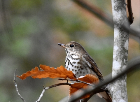 wood thrush in tree