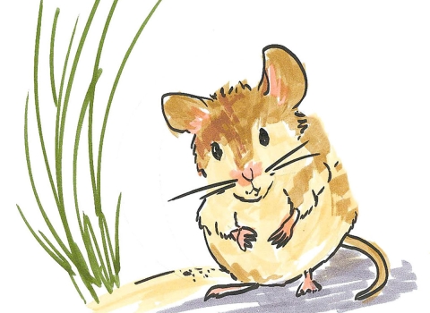 cartoon drawing of an Alabama beach mouse with a tan coat next to a shrub