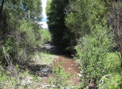 A slow moving, brown creek flows in a dense, leafy forest on a sunny day.