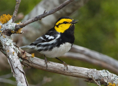 The golden-cheeked warbler—a small, yellow-cheeked bird with black and white plumage—perches on a dried branch dotted with orange and light green lichen.