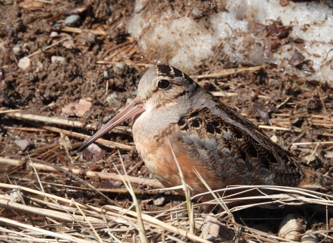 A bird sits on the ground and blends into the dry plants and dirt surrounding it. The bird has a long, probing bill and eyes situated near the top of its head. It is round in shape and has short legs. Its feathers are shades of grey, brown, black, and cinnamon colors. 