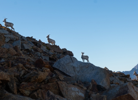 Bighorn sheep lined up on a ridge in the Sierras
