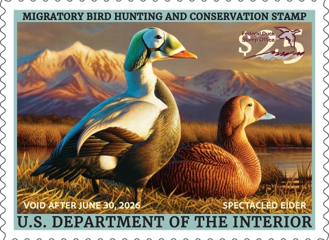2025-2026 Federal Duck Stamp featuring a pair of spectacled eiders on the ground in grassy area.
