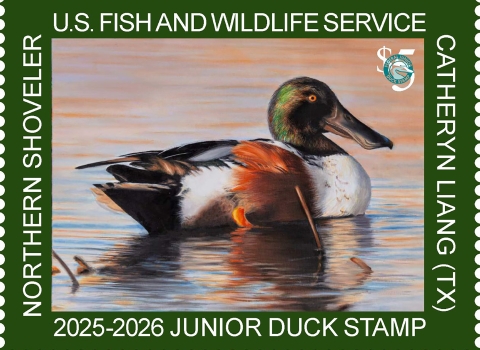 2025-2026 Junior Duck Stamp featuring a northern shoveler floating on water.