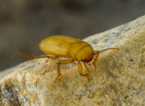 A tan and translucent beetle sits on a rock underwater.