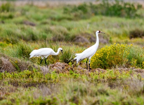 Two large white crane stand in a field of green grass and yellow flowers..