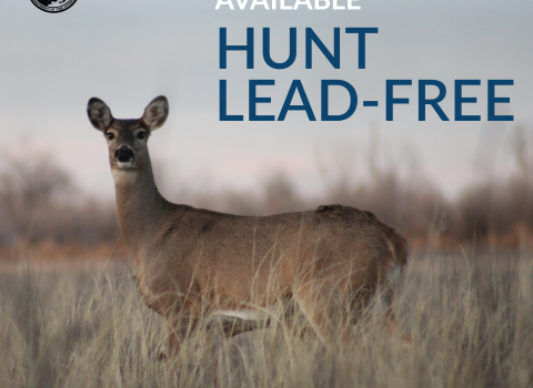 An image of white-tailed deer doe standing in a grassy field looking towards the camera. Text reads, "Incentive Available, Hunt Lead-free." The shield for the U.S. Fish and Wildlife Service sits in the top left corner.