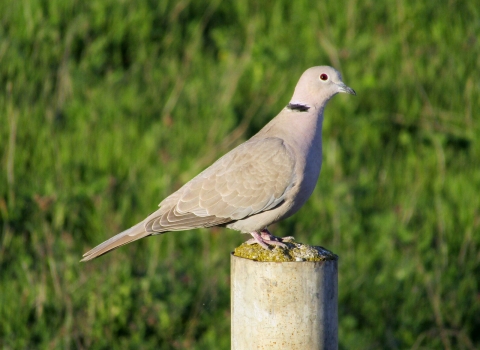 Eurasian Collared Dove