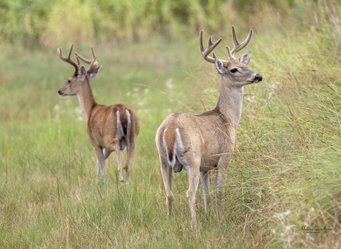Two male deer standing in a grassy field.