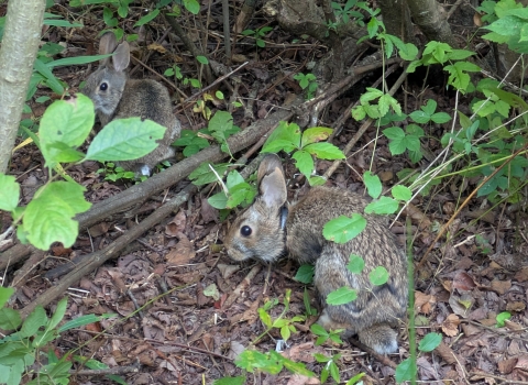 Image of two rabbits, one with radio collar