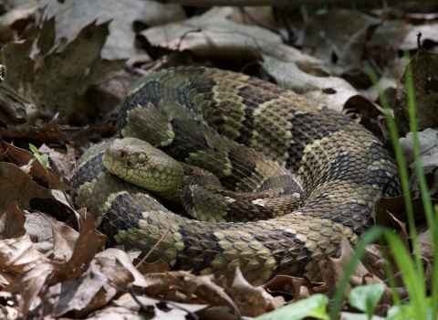 timber rattlesnake curled up in dead leaves