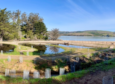 Shallow pools for amphibian and bird habitat constructed as part of the Chicken Ranch Beach Restoration in Tomales Bay, California