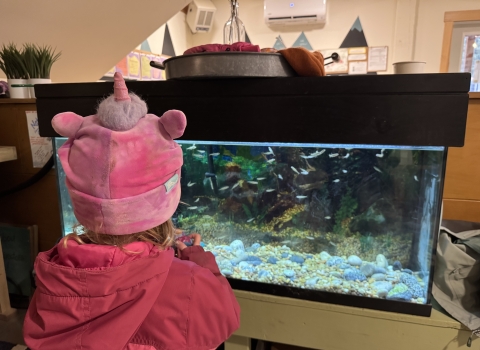 A child in a pink coat and hat admires the salmon tank