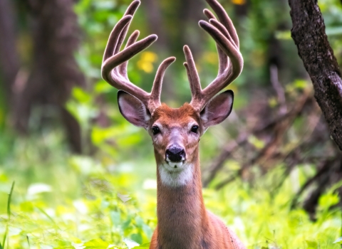 White-tailed deer standing in a forest opening full of lush green plants