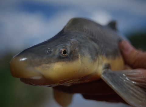 Profile of fish with eye looking at camera