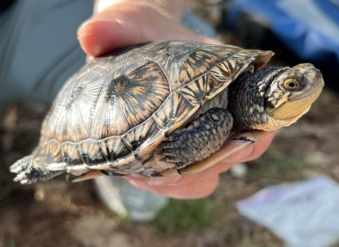 a close up of a headstarted blanding's turtle in researcher's hands