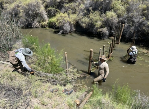 Three YCC staff building a weir at Stillwater NWR across a stream with flowing water waistline high.