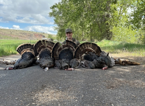 Image of adult man smiling behind vertical line of illegally killed turkeys on ground with sky and hills in background
