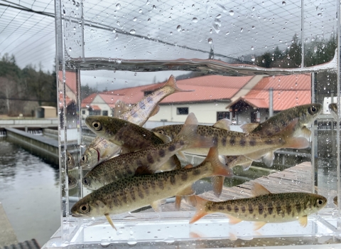 Juvenile coho salmon in a small fish tank with the Quilcene National Fish Hatchery facility in the background.
