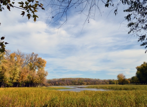 Image of tall grass and wetlands with forests in the background.