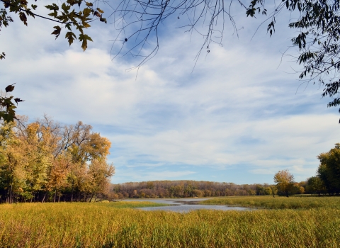 Blue sky fills up upper two thirds of frame with yellow fall foliage and wetland with grasses filling lower third