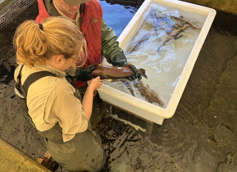 A man standing in a concrete raceway holds a rainbow trout, while a women uses a silver tool to attach a tag.