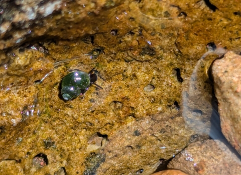Through calm, clear waters, an emerald-green spiral springsnail is shown, sitting on a tan rock with holes.