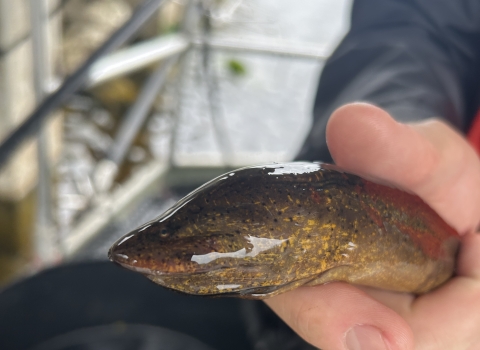 Asian Swamp Eel