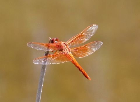 An orange dragonfly stands at the end of a twig with its wings outstretched