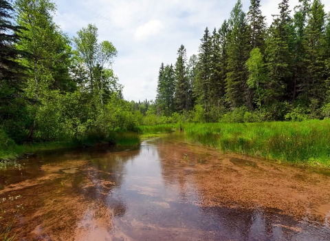 Photo of stream and surrounding riparian forest